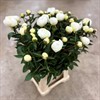 PION PRINCESS BRIDE VIT